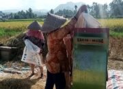 Pemkab Tanah Datar Optimis Produksi Padi Meningkat Tahun 2025