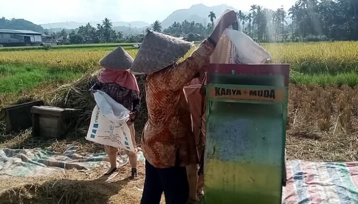 Pemkab Tanah Datar Optimis Produksi Padi Meningkat Tahun 2025