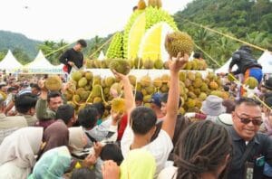 Warga Solok Selatan “Balanjuang” Ribuan Durian Bersama Bupati dan Gubernur Sumbar