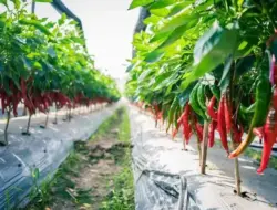 TIPS: Cara Sederhana Bertani Cabe, Anti Gagal!