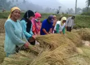 Atasi Kemiskinan Ekstrim, Bupati Limapuluh Kota Minta Program Nagari Sukseskan Ketahanan Pangan
