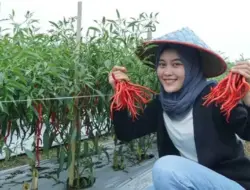 Kisah Inspirasi Ujang, Petani Muda Raih Omzet Ratusan Juta dari Budidaya Cabai