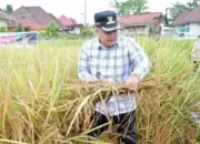 Serentak Nasional, Bupati Agam Panen Raya di Sawah Poktan Galundi Sepakat Banuhampu