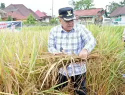 Serentak Nasional, Bupati Agam Panen Raya di Sawah Poktan Galundi Sepakat Banuhampu