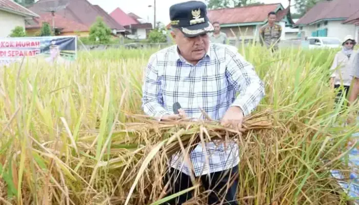 Serentak Nasional, Bupati Agam Panen Raya di Sawah Poktan Galundi Sepakat Banuhampu