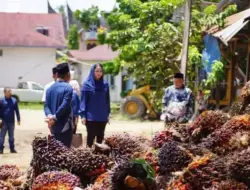 Permainkan Timbangan, Petani Sawit Laporkan Ulah Nakal Pabrik ke Bupati Dharmasraya