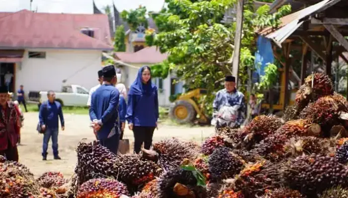 Permainkan Timbangan, Petani Sawit Laporkan Ulah Nakal Pabrik ke Bupati Dharmasraya