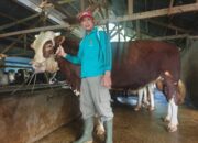 Sapi Simental Peternak Padang Panjang Jadi Hewan Kurban Presiden Prabowo