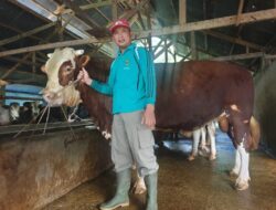 Sapi Simental Peternak Padang Panjang Jadi Hewan Kurban Presiden Prabowo