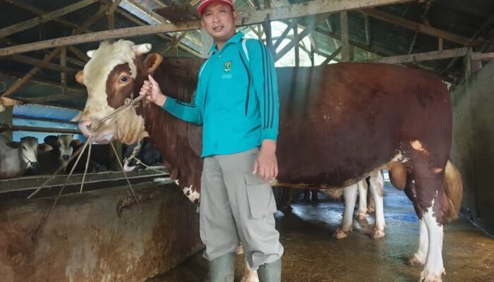 Sapi Simental Peternak Padang Panjang Jadi Hewan Kurban Presiden Prabowo