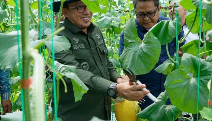 Kepala Perwakilan BI Sumbar Kunjungi Sentra Pertanian dan IKM Holtikultura Tanah Datar