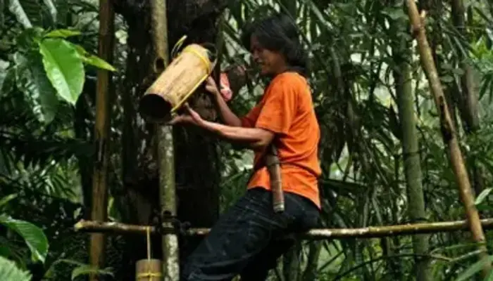 Pertamina NRE Kembangkan Potensi Aren untuk Tingkatkan Produksi Bioetanol Indonesia 