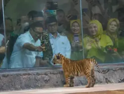 Sepasang Bayi Harimau Sumatera Lahir di Bukittinggi, Langsung Diberi Nama Oleh Titik Soeharto