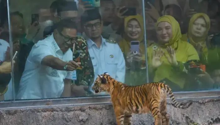 Sepasang Bayi Harimau Sumatera Lahir di Bukittinggi, Langsung Diberi Nama Oleh Titik Soeharto