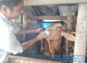 Pemko Padang Panjang Pastikan Kesehatan Hewan Kurban