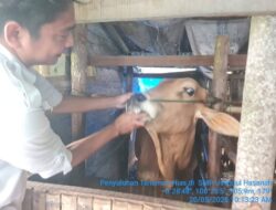 Pemko Padang Panjang Pastikan Kesehatan Hewan Kurban