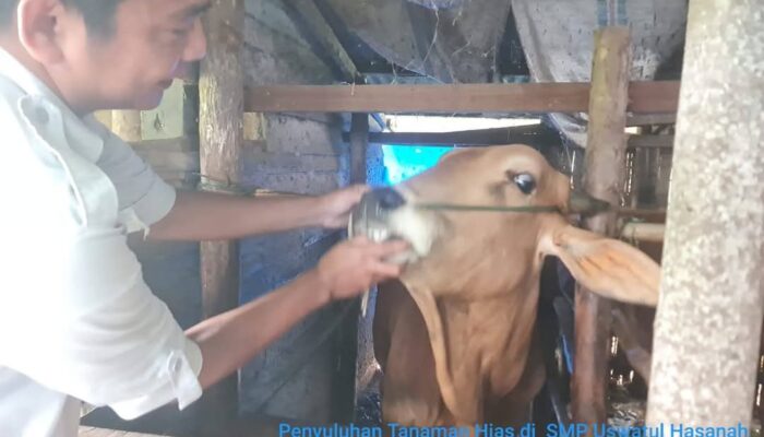 Pemko Padang Panjang Pastikan Kesehatan Hewan Kurban