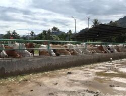 Cukup Bayar Rp100 Ribu, RPH Dinas Pertanian Padang Buka Layanan Penyembelihan Hewan Kurban