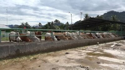 Cukup Bayar Rp100 Ribu, RPH Dinas Pertanian Padang Buka Layanan Penyembelihan Hewan Kurban