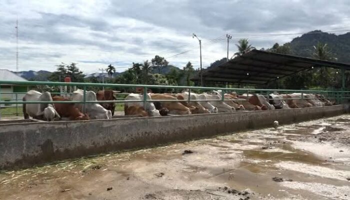 Cukup Bayar Rp100 Ribu, RPH Dinas Pertanian Padang Buka Layanan Penyembelihan Hewan Kurban