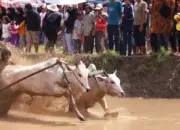 FOTO: Kemeriahan Alek Nagari “Pacu Jawi” di Sungai Tarab Tanah Datar