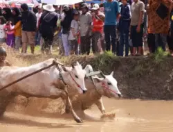 FOTO: Kemeriahan Alek Nagari “Pacu Jawi” di Sungai Tarab Tanah Datar