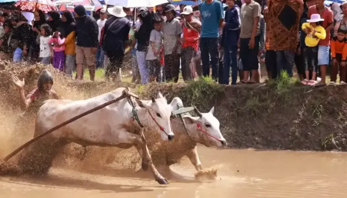 FOTO: Kemeriahan Alek Nagari “Pacu Jawi” di Sungai Tarab Tanah Datar