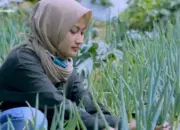 Petani Muda di Padang Terus Bertambah, Tapi Masih Sebagai Usaha Sampingan