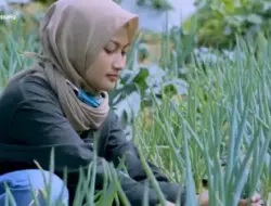 Petani Muda di Padang Terus Bertambah, Tapi Masih Sebagai Usaha Sampingan