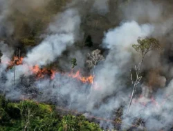 16 Nagari Dikepung Api, Kebakaran Hutan Terancam Meluas di Limapuluh Kota