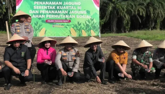 Dukung Swasembada Pangan, Polres Pasaman Barat Tanam Jagung di Lahan 250 Hektar