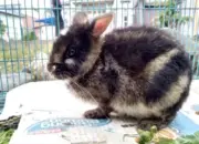 Mahasiswa Biologi UNP Temukan Kelinci Belang Endemik di Nagari Singgalang