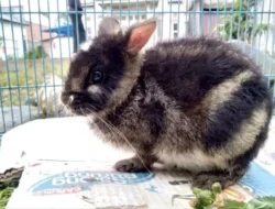 Mahasiswa Biologi UNP Temukan Kelinci Belang Endemik di Nagari Singgalang