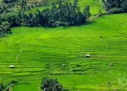 Puluhan Hektar Sawah Petani di Tanah Datar Terancam Puso Karena Kekeringan