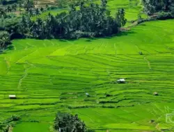 Puluhan Hektar Sawah Petani di Tanah Datar Terancam Puso Karena Kekeringan