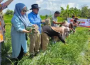 Kelompok Tani BMC Jaya Nagari Cubadak Tanah Datar Panen Raya Bawang Merah