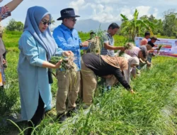 Kelompok Tani BMC Jaya Nagari Cubadak Tanah Datar Panen Raya Bawang Merah