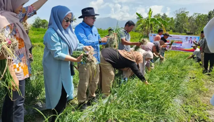 Kelompok Tani BMC Jaya Nagari Cubadak Tanah Datar Panen Raya Bawang Merah