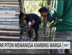 Ular Piton Raksasa Berhasil Ditangkap Tim Damkar Tanah Datar di Nagari Saruaso