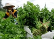 Sempat Melambung Pekan Lalu, Harga Seledri Terjun Bebas di Padang Panjang