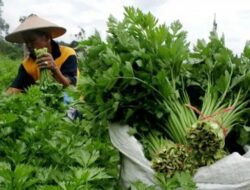 Sempat Melambung Pekan Lalu, Harga Seledri Terjun Bebas di Padang Panjang