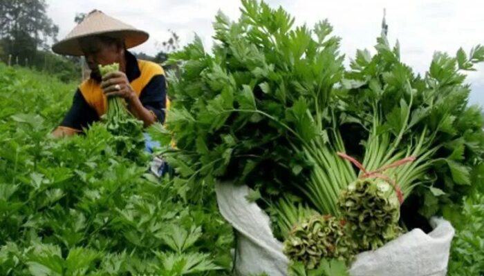 Sempat Melambung Pekan Lalu, Harga Seledri Terjun Bebas di Padang Panjang