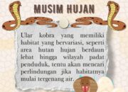 INFOGRAFIS: Waspada Ular Berbisa saat Musim Hujan