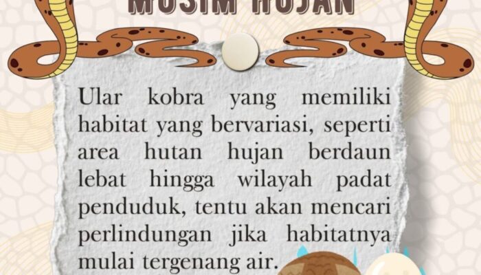 INFOGRAFIS: Waspada Ular Berbisa saat Musim Hujan