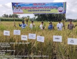 Sawah Pokok Murah Berhasil Tingkatkan Produksi Padi Petani di Agam