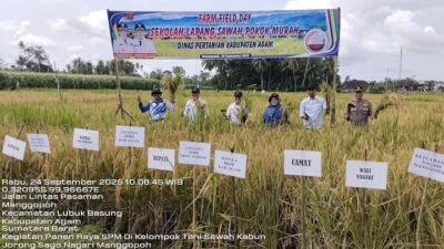 Sawah Pokok Murah Berhasil Tingkatkan Produksi Padi Petani di Agam