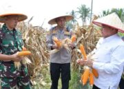 Panen Raya di Ampek Angkek Agam! Lahan 1,5 Ha Bisa Hasilkan 2,4 Ton Jagung