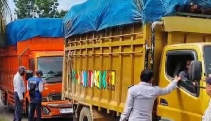 Pantas Jalan Cepat Rusak! Rerata Truk Sawit di Dharmasraya Bermuatan Lebihi Tonase