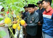 Panen Ribuan Buah, Petani Muda di Padang Sukses Kembangkan Melon Hidroponik