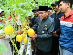 Panen Ribuan Buah, Petani Muda di Padang Sukses Kembangkan Melon Hidroponik